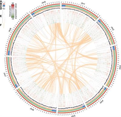 Industrial chicory genome gives insights into the molecular timetable of anther development and male sterility